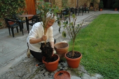 Servicio para la Tierra