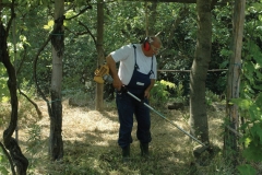 Servicio para la Tierra